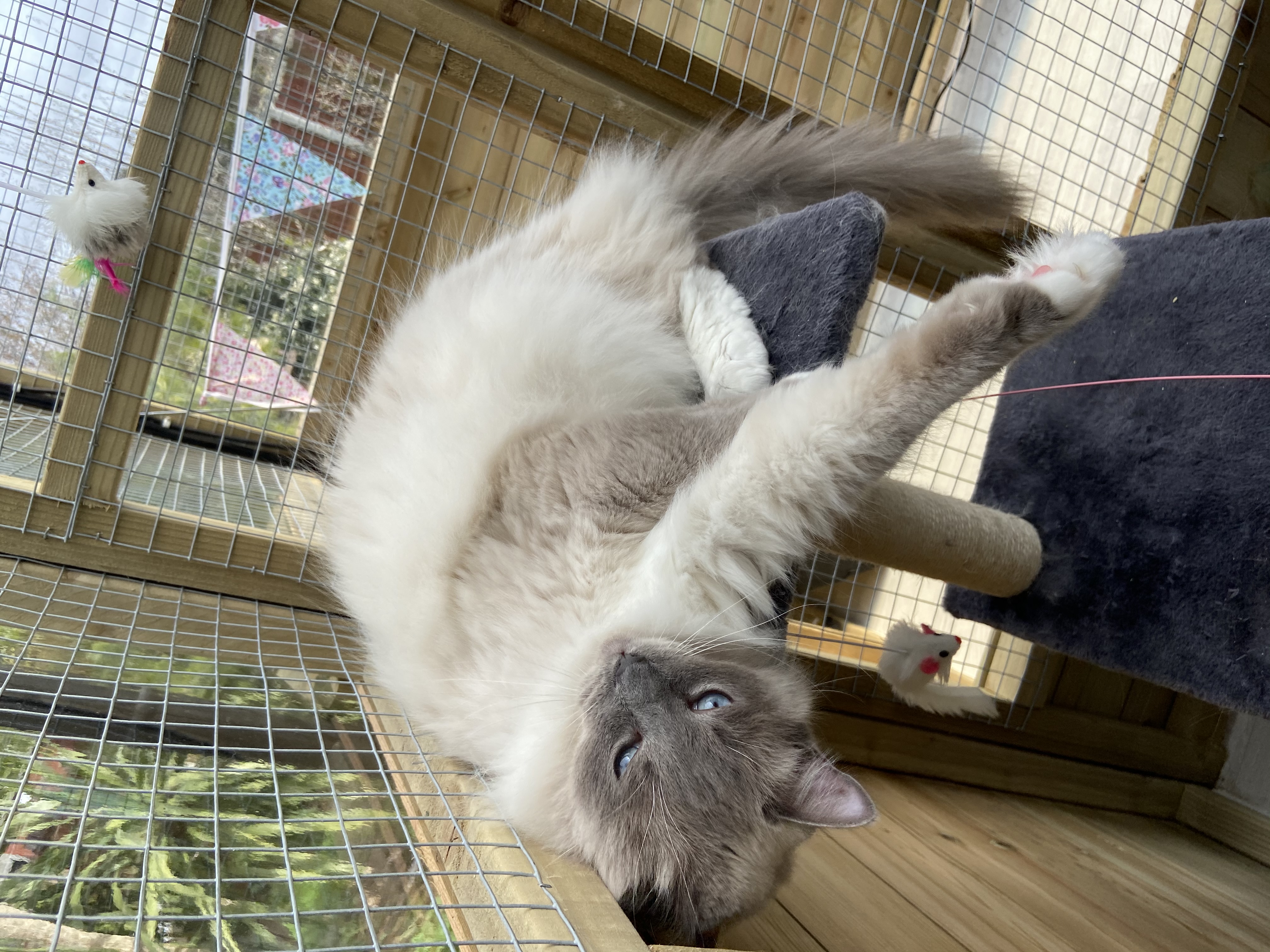 Pussy Cat Hillton Cattery in Rainahm